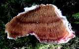 Merulius tremellosus image