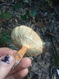 Lactarius volemus image