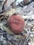 Lactifluus corrugis image