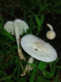 Limacella subillinita image