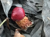 Butyriboletus frostii image