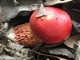 Butyriboletus frostii image