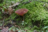 Phylloporus leucomycelinus image