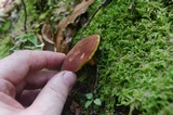 Phylloporus leucomycelinus image