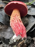 Butyriboletus frostii image