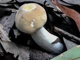 Boletus pallidus image