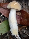 Boletus pallidus image