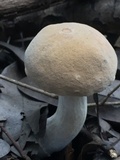 Boletus pallidus image