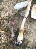 Leucoagaricus americanus image