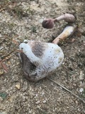 Leucoagaricus americanus image
