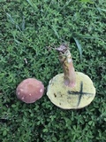 Boletus patrioticus image