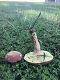 Boletus patrioticus image