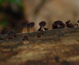Dacryopinax elegans image
