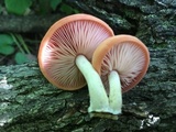 Rhodotus palmatus image
