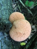 Rhodotus palmatus image