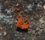 Metatrichia vesparium image