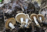 Asterophora lycoperdoides image