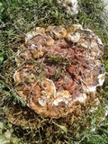 Ganoderma sessile image