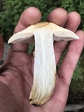 Cortinarius caperatus image