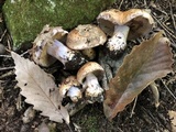 Cortinarius torvus image