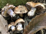 Cortinarius torvus image
