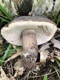 Tylopilus alboater image
