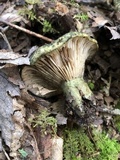 Lactarius atroviridis image