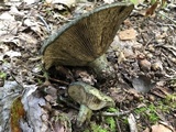 Lactarius atroviridis image