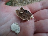 Gloeoporus dichrous image