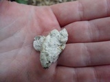 Gloeoporus dichrous image