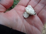 Gloeoporus dichrous image