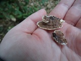 Gloeoporus dichrous image