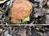 Butyriboletus taughannockensis image