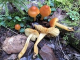 Humidicutis auratocephala image