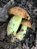 Butyriboletus taughannockensis image