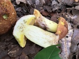 Butyriboletus taughannockensis image