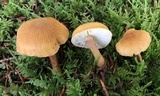 Cystoderma amianthinum image