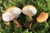Cystoderma amianthinum image