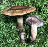 Paxillus vernalis image