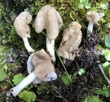 Helvella elastica image