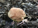 Xerocomus hortonii image