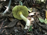 Xerocomus hortonii image
