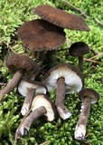 Lactarius lignyotus var. lignyotus image
