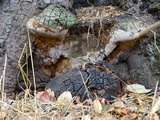 Fomitiporia fissurata image