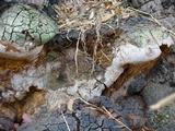 Fomitiporia fissurata image