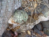 Fomitiporia fissurata image