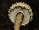 Pholiota squarrosa image