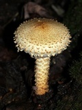 Pholiota squarrosa image