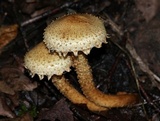 Pholiota squarrosa image