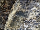Dimelaena oreina image